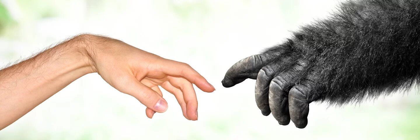 5 ideias erradas que temos sobre a evolução