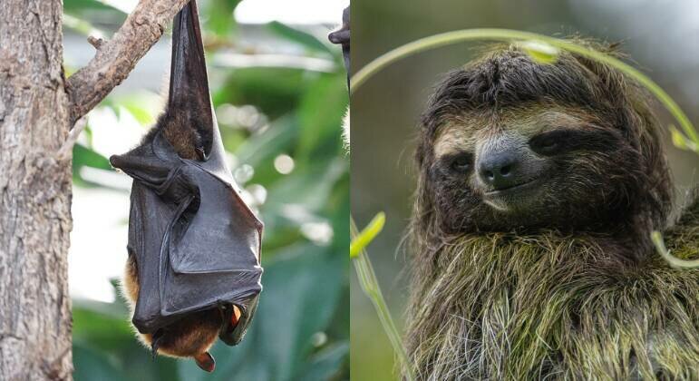 Reprodução/Pixabay/Pexels